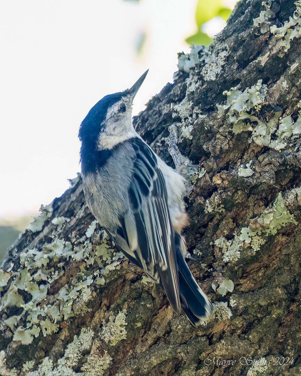White-breasted Nuthatch - ML620803055