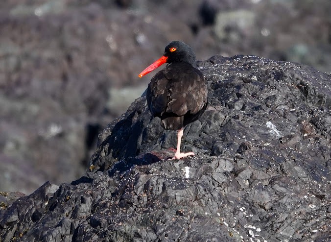 Black Oystercatcher - Steve LaForest