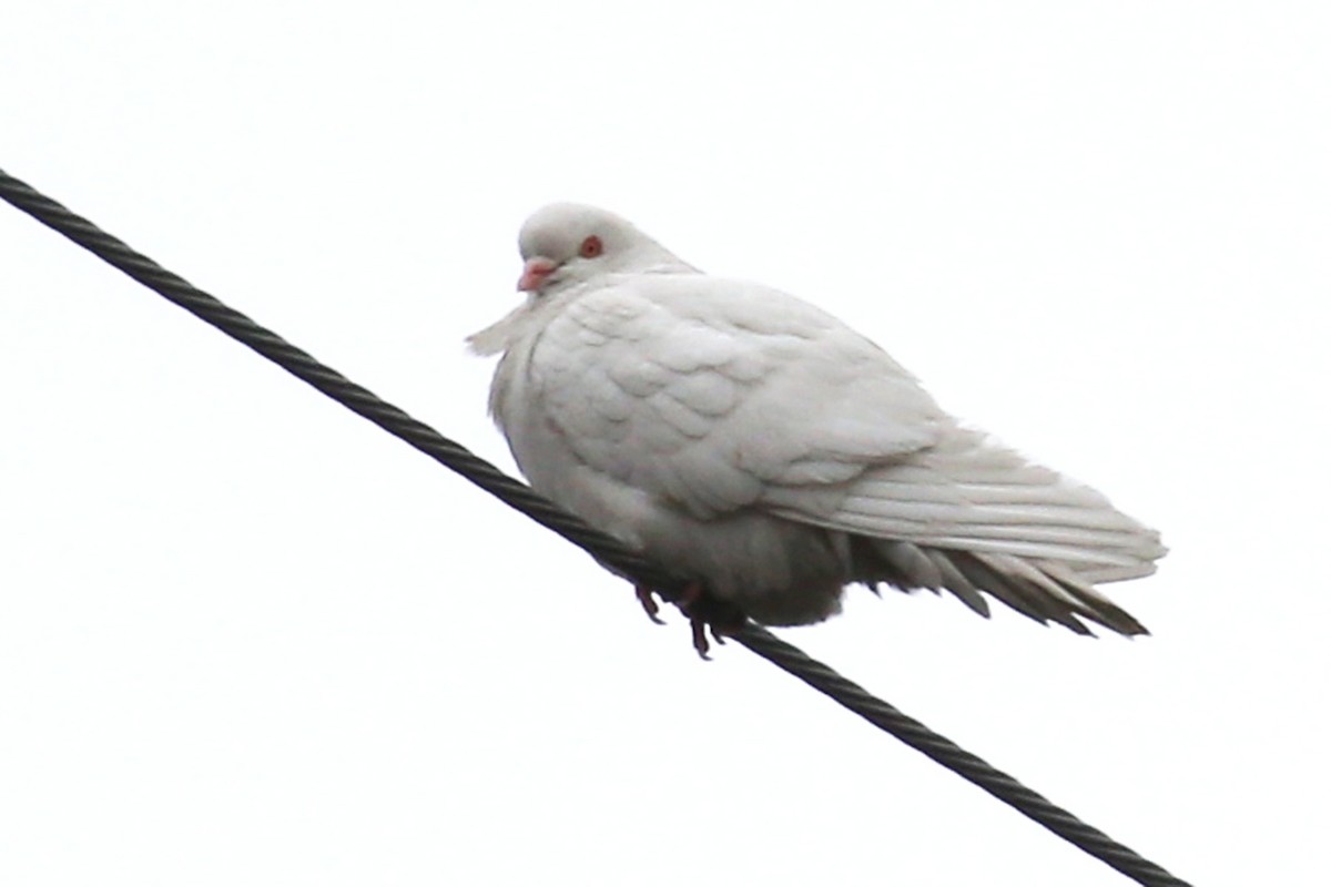 Rock Pigeon (Feral Pigeon) - ML620803073