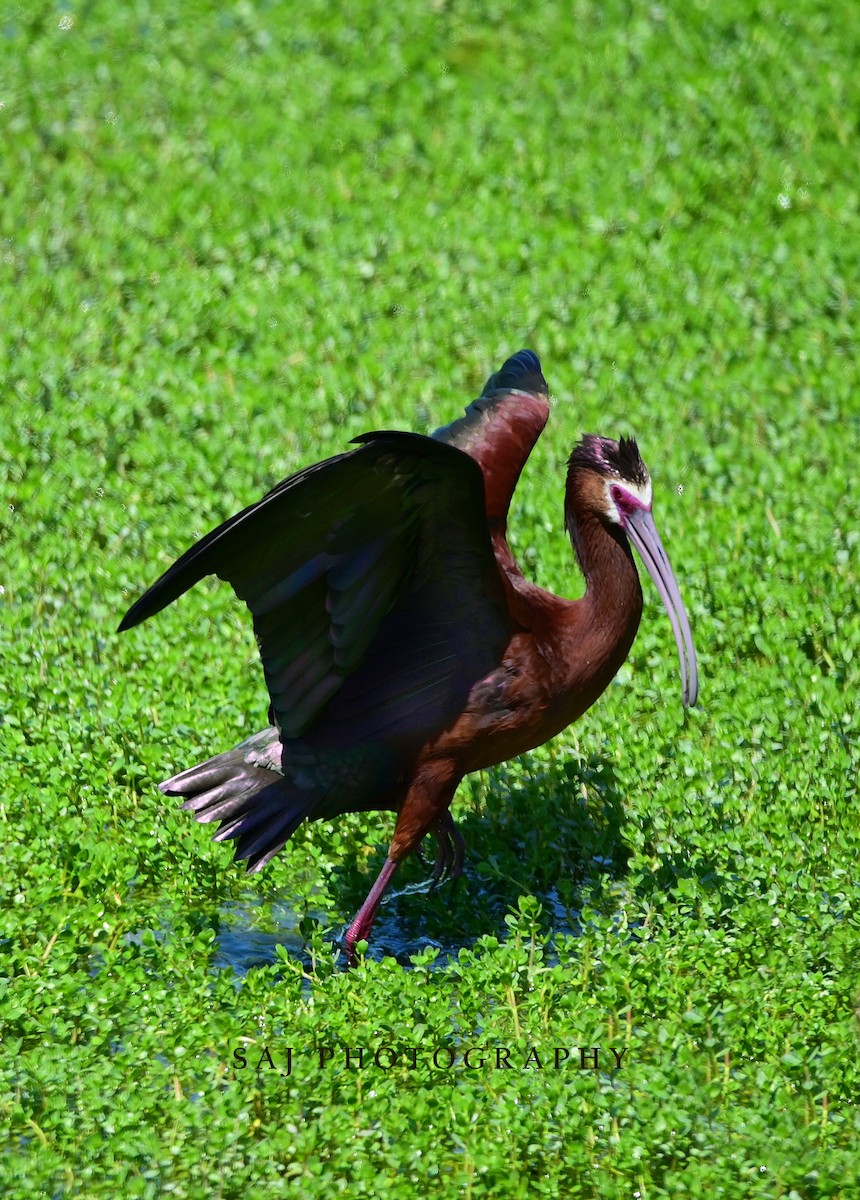 ibis americký - ML620803077