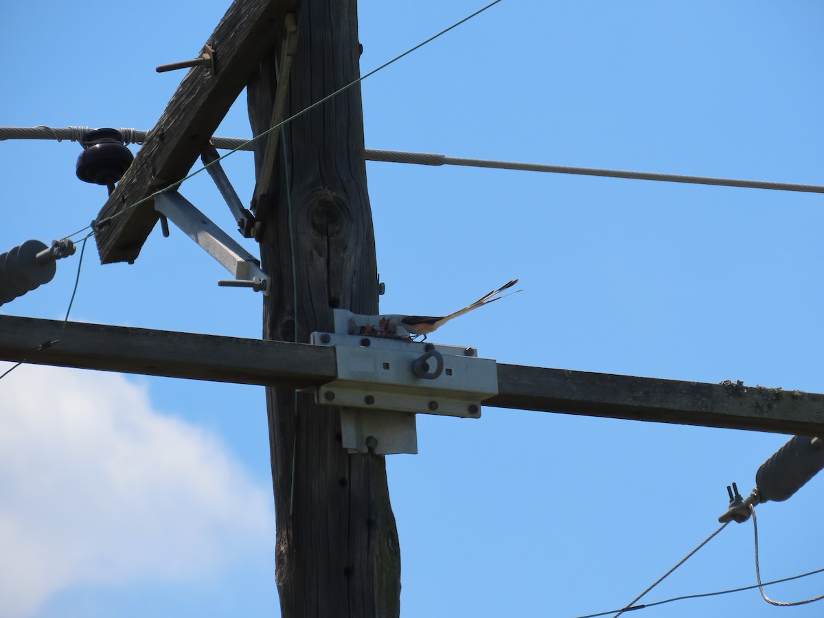 Scissor-tailed Flycatcher - ML620803083