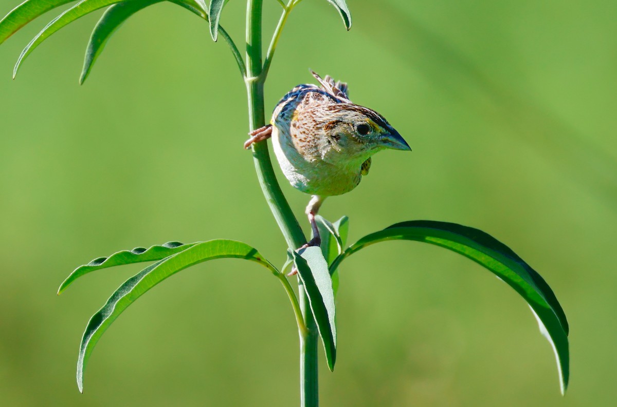 Grasshopper Sparrow - ML620803096