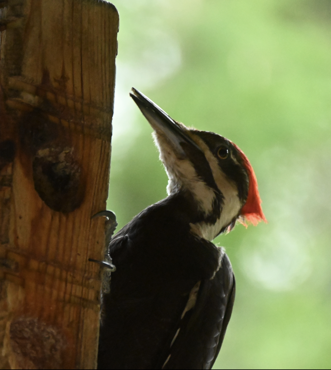 Pileated Woodpecker - ML620803097