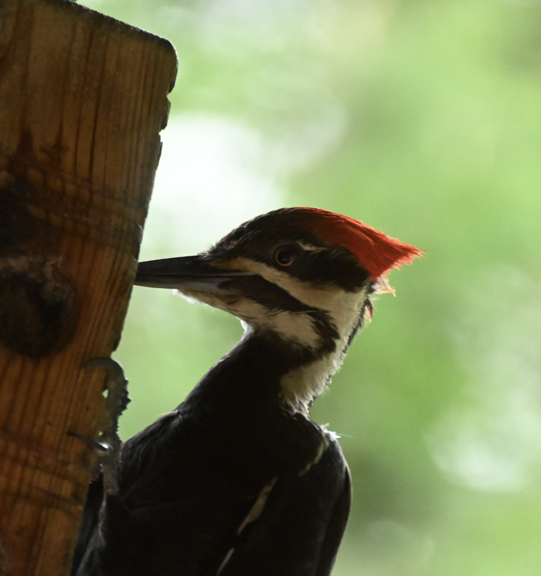 Pileated Woodpecker - ML620803098