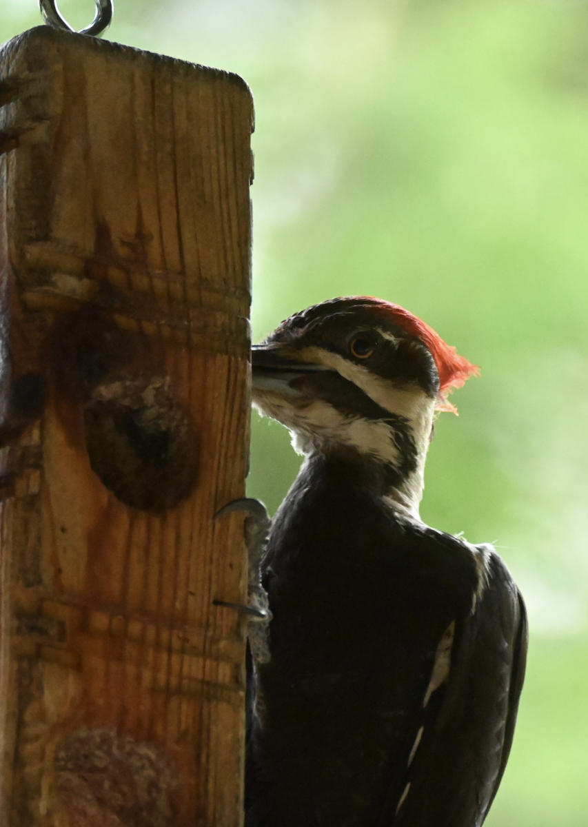 Pileated Woodpecker - ML620803099