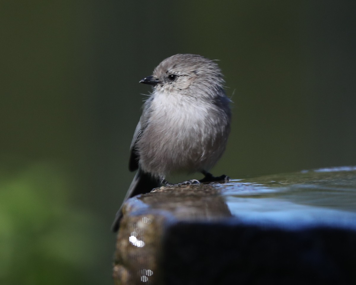 Bushtit - ML620803101