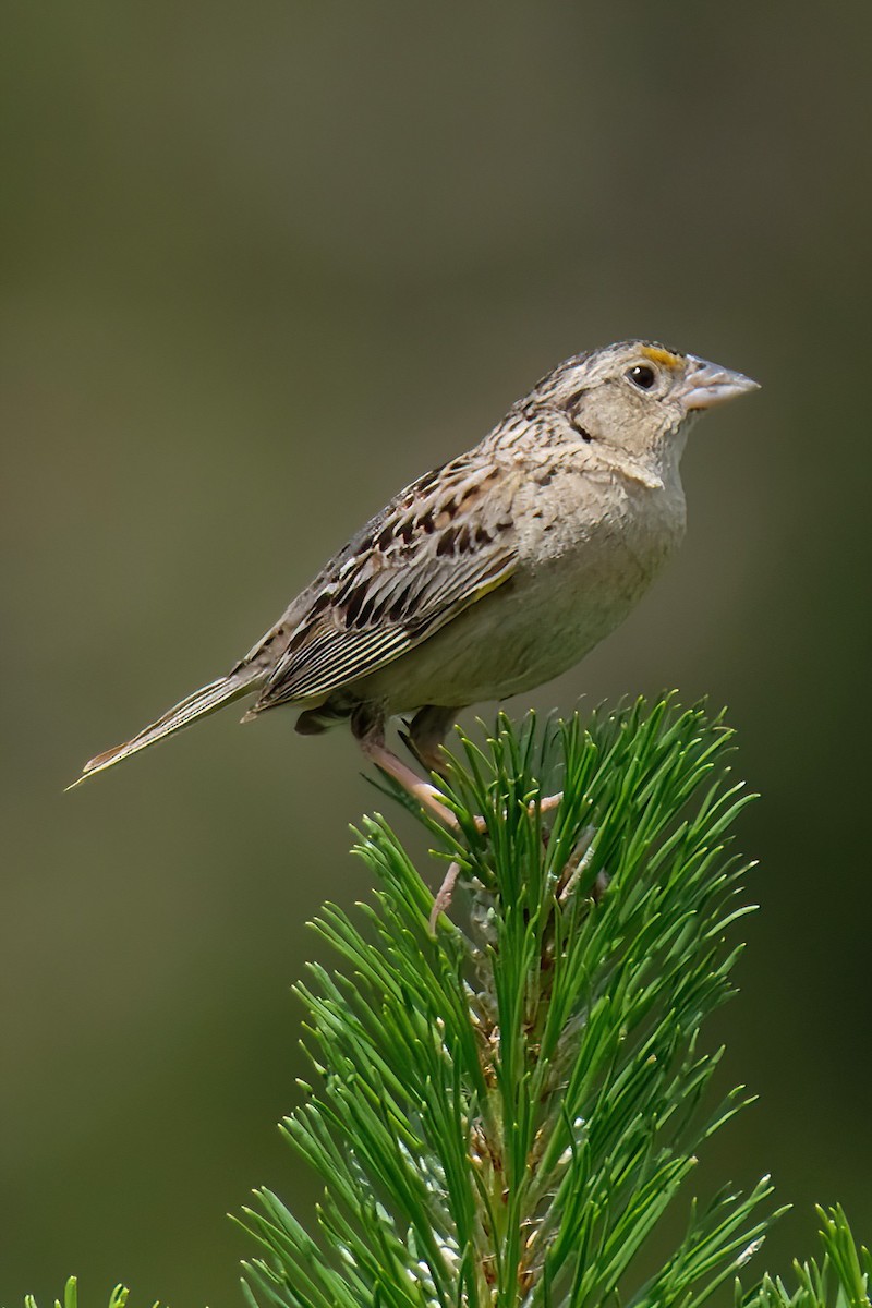 Grasshopper Sparrow - ML620803102