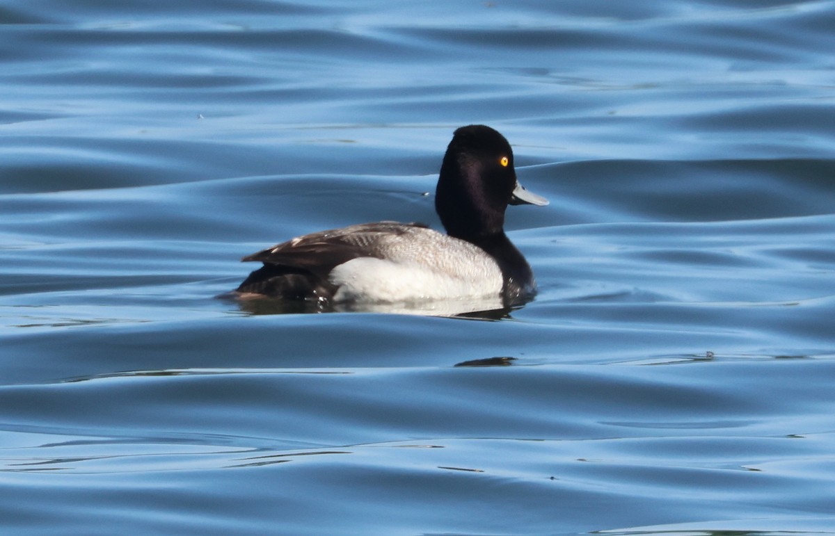 Lesser Scaup - ML620803105