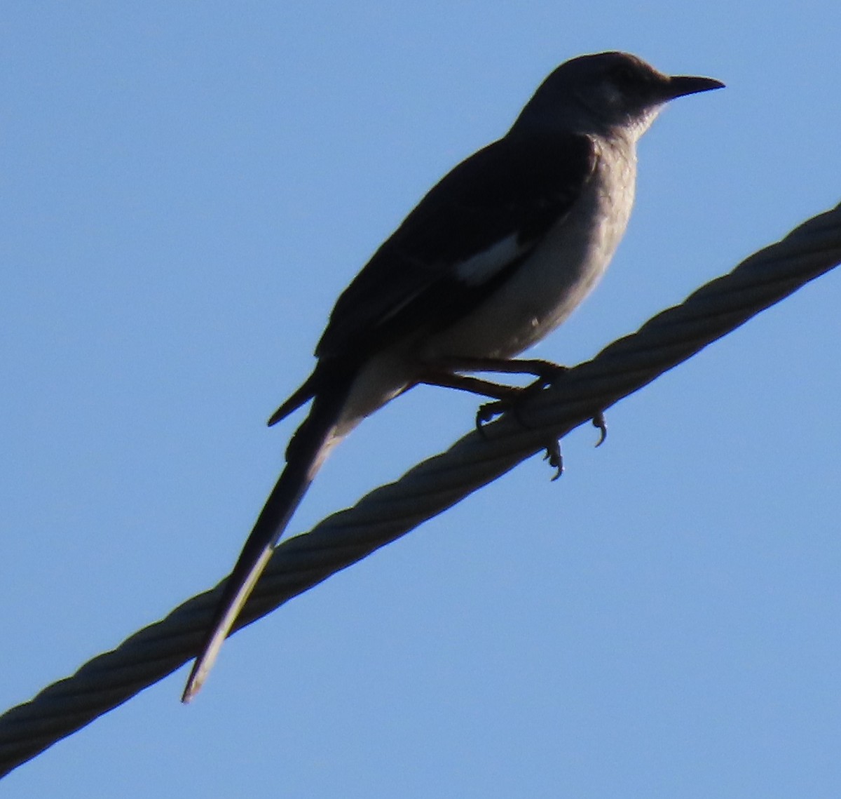 Northern Mockingbird - ML620803106