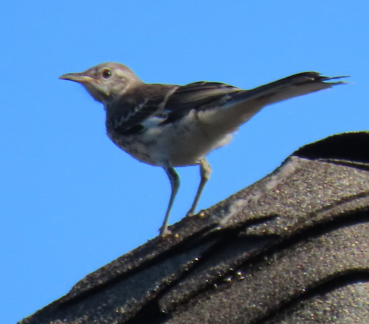 Northern Mockingbird - ML620803108