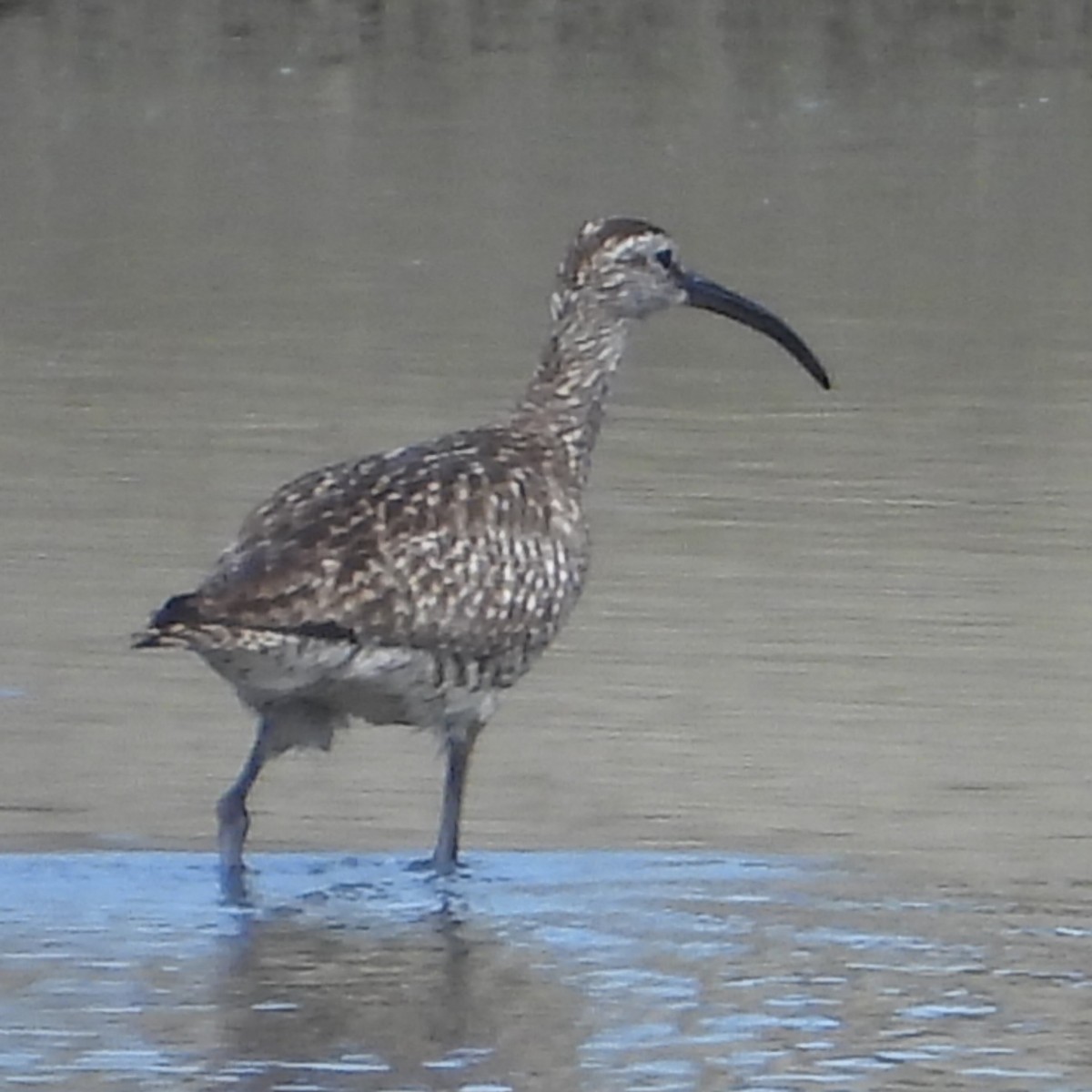 Whimbrel - ML620803109