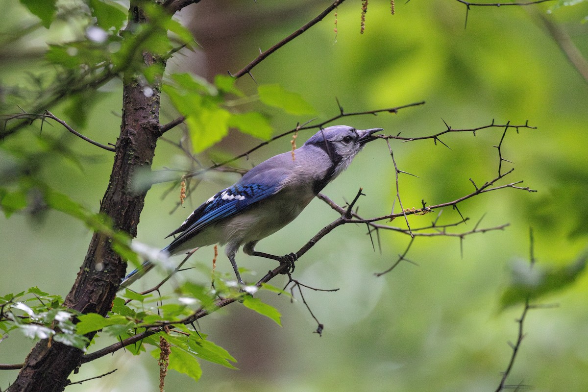 Blue Jay - ML620803111