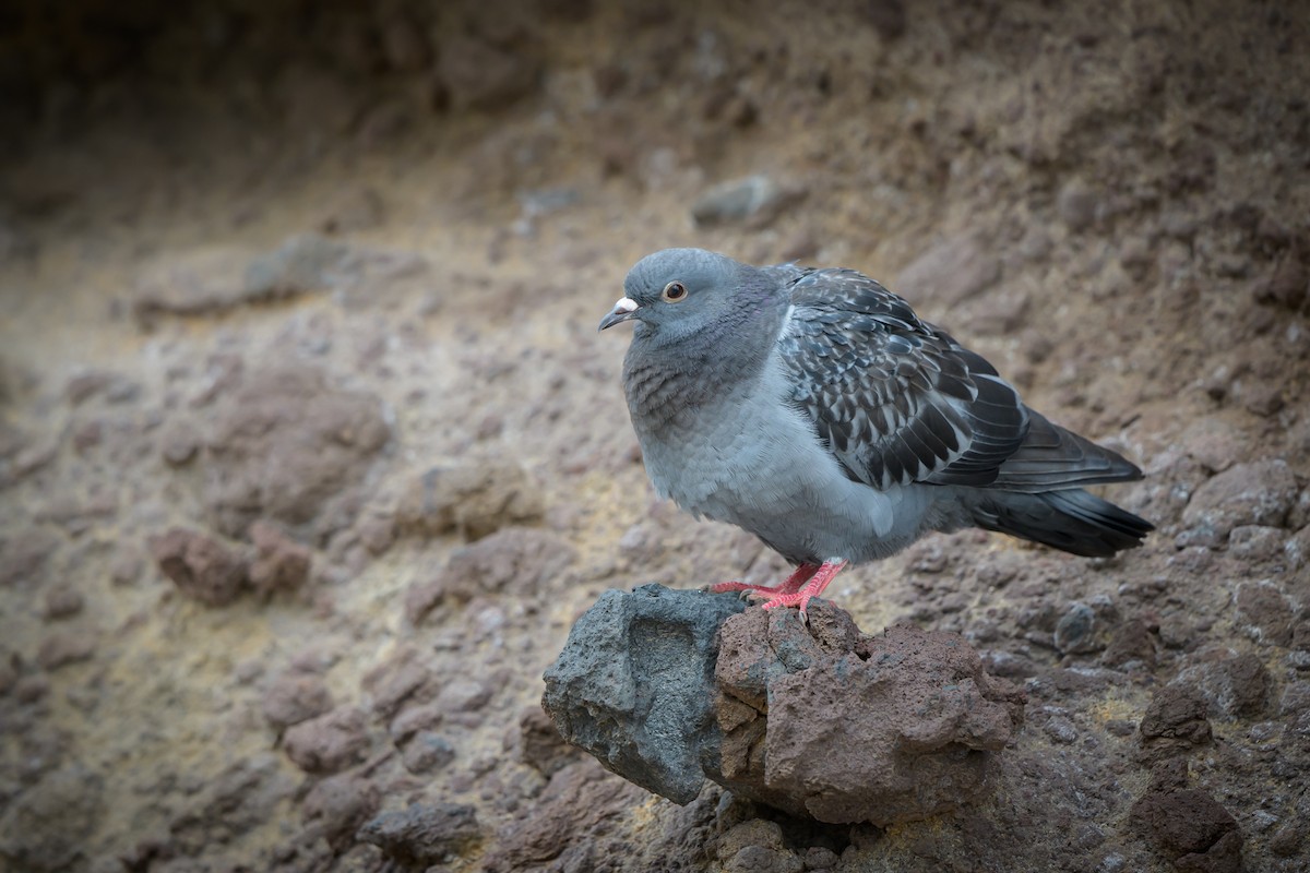 Rock Pigeon (Feral Pigeon) - ML620803112