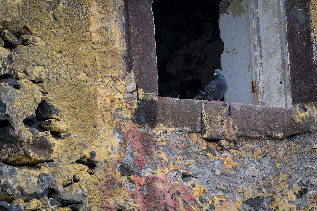 Rock Pigeon (Feral Pigeon) - ML620803113