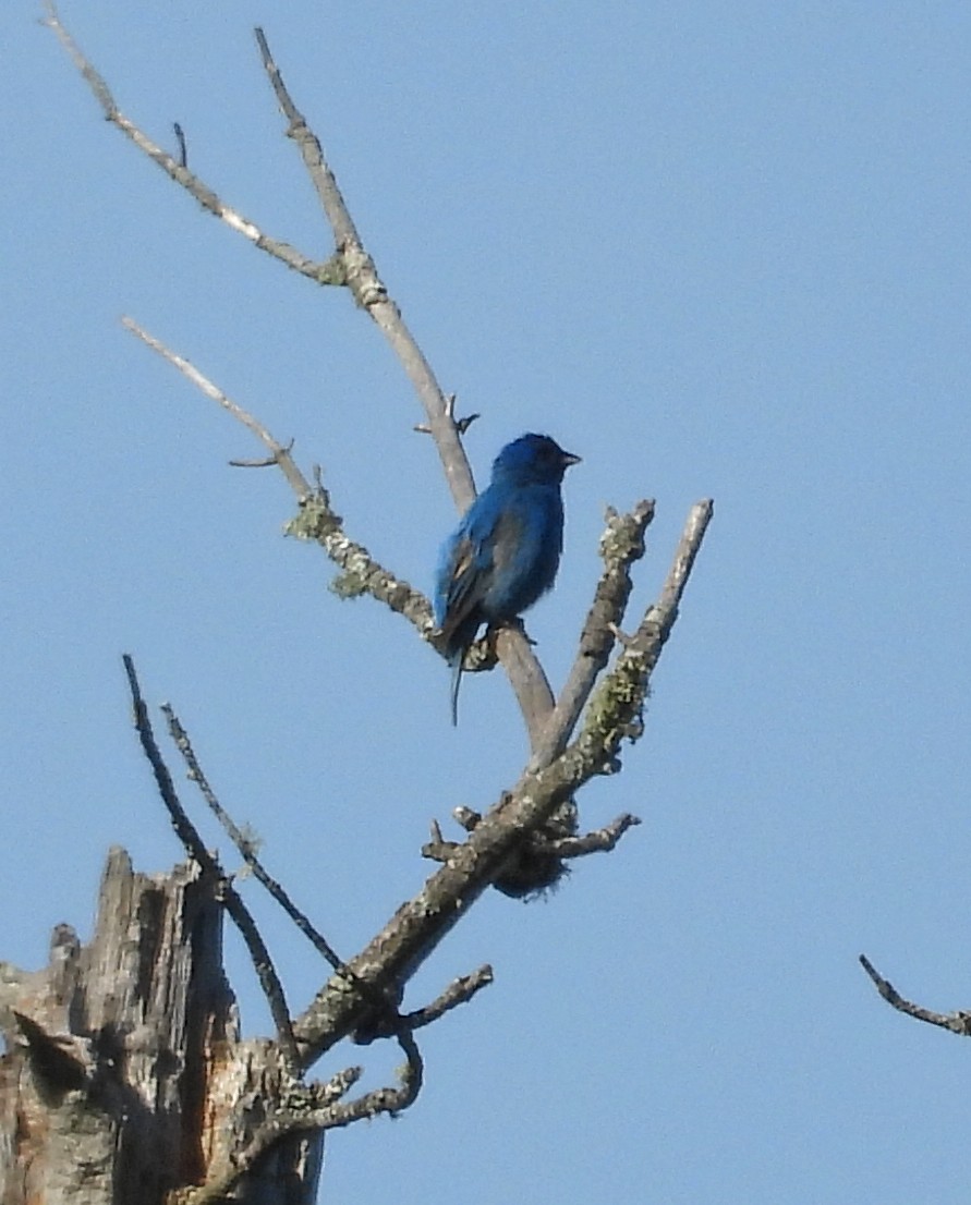 Indigo Bunting - Tresa Moulton