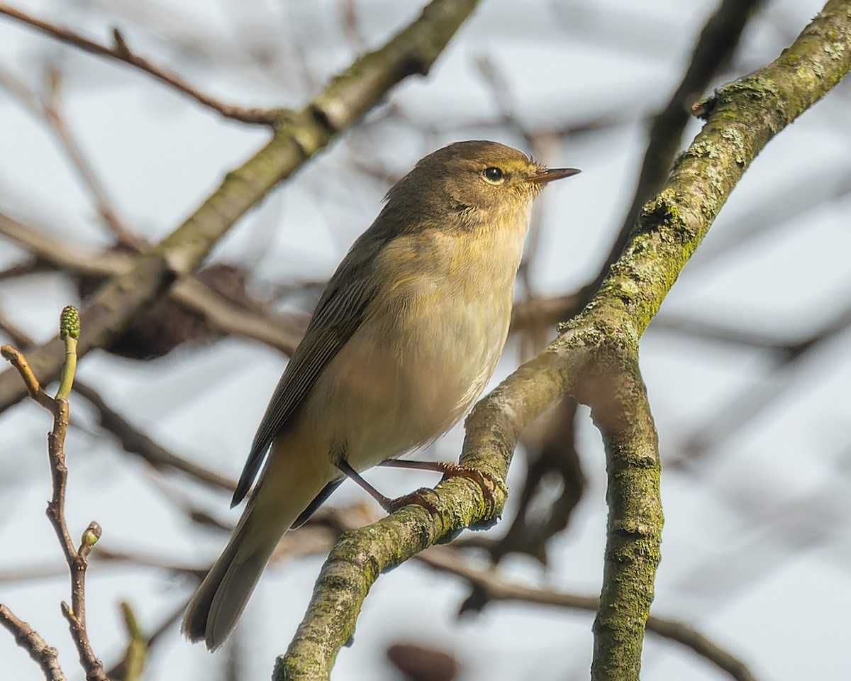 Common Chiffchaff - ML620803116