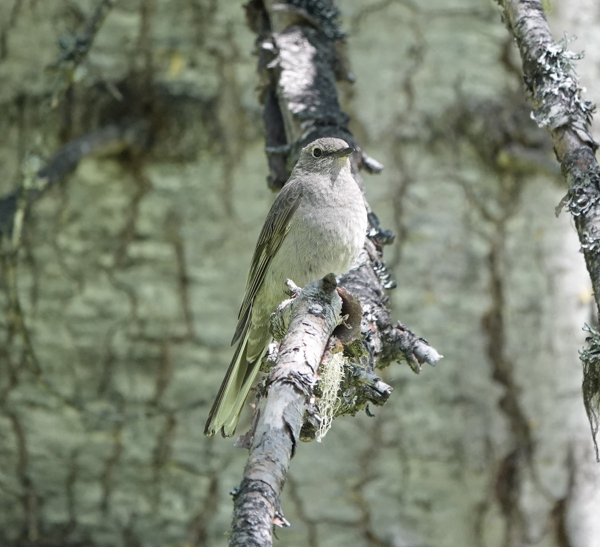 Townsend's Solitaire - ML620803117