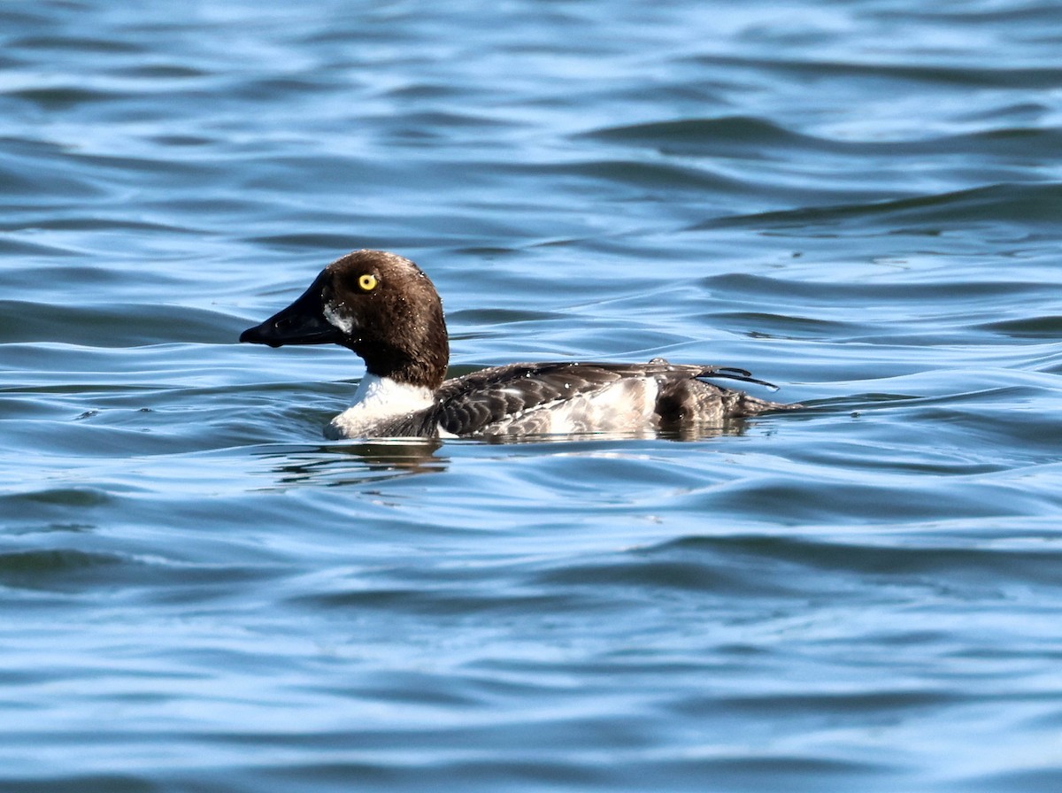 Barrow's Goldeneye - ML620803118