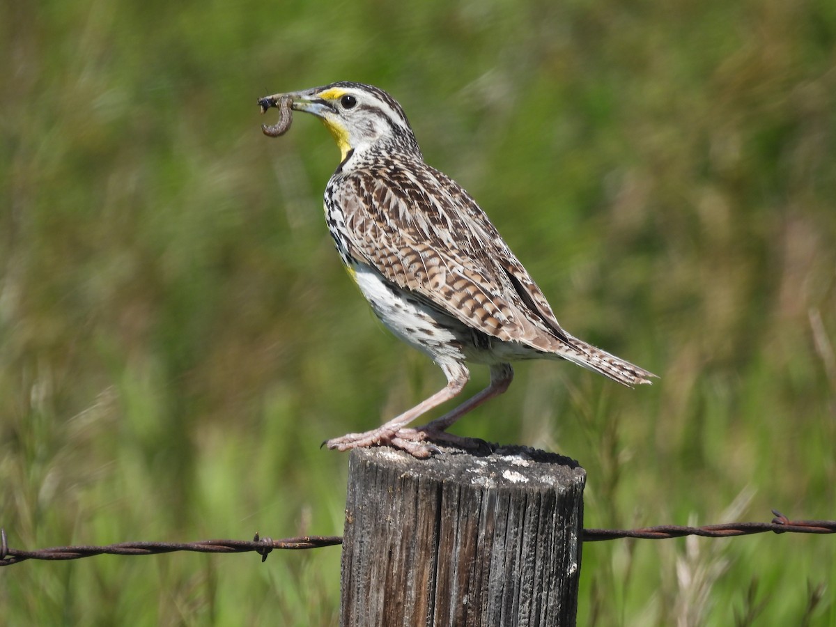 Western Meadowlark - ML620803122