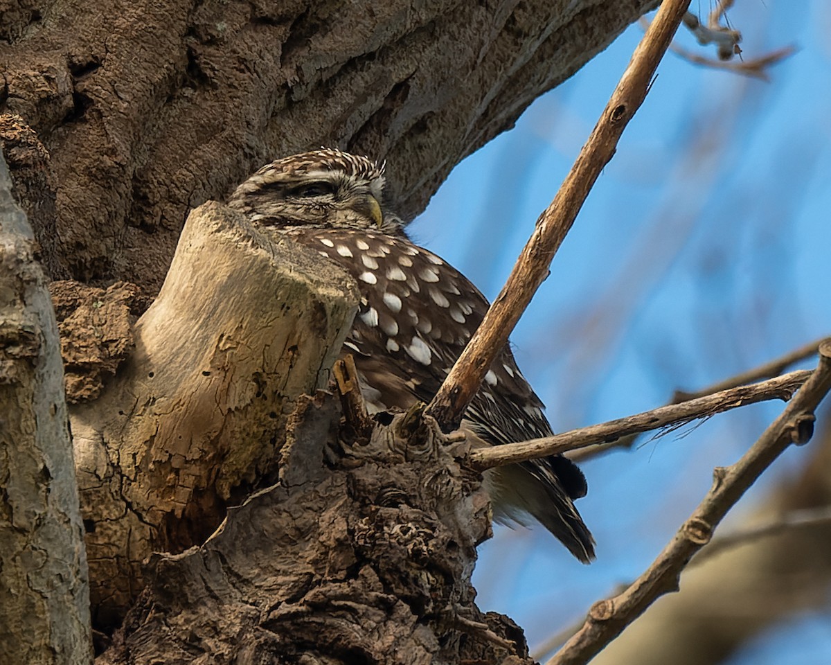 Little Owl - ML620803124