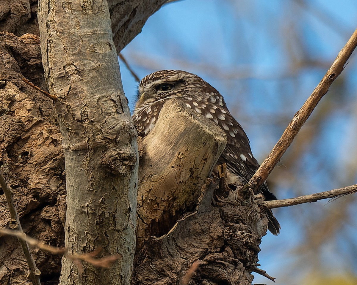 Little Owl - ML620803125