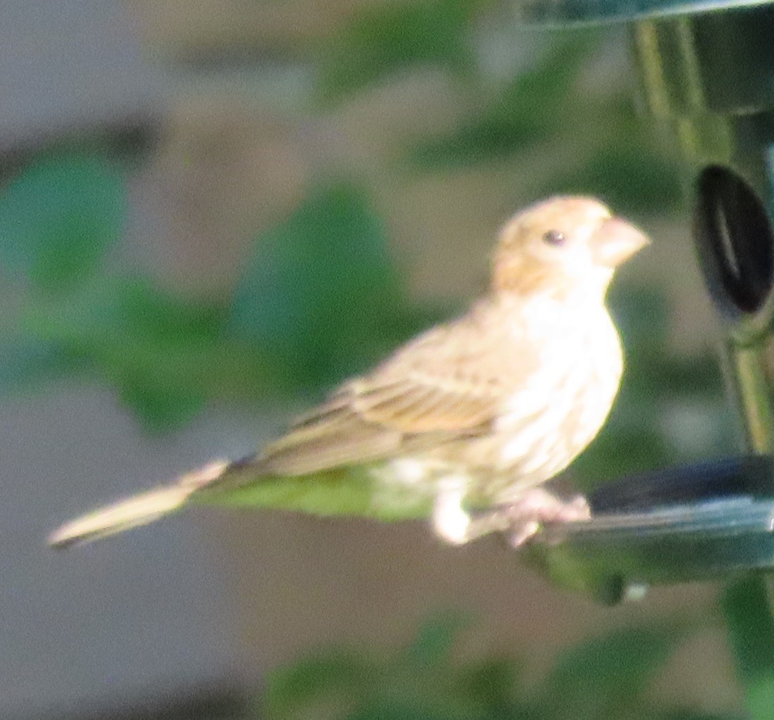 House Finch - ML620803126