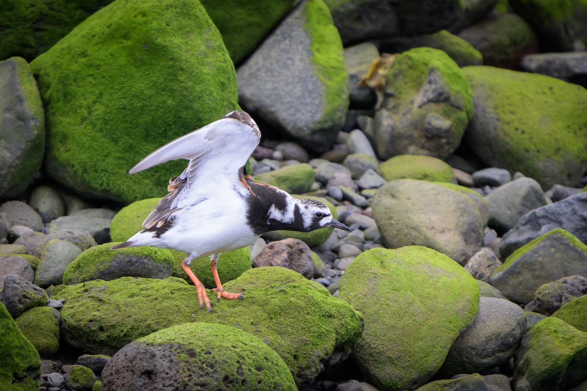 Ruddy Turnstone - ML620803127