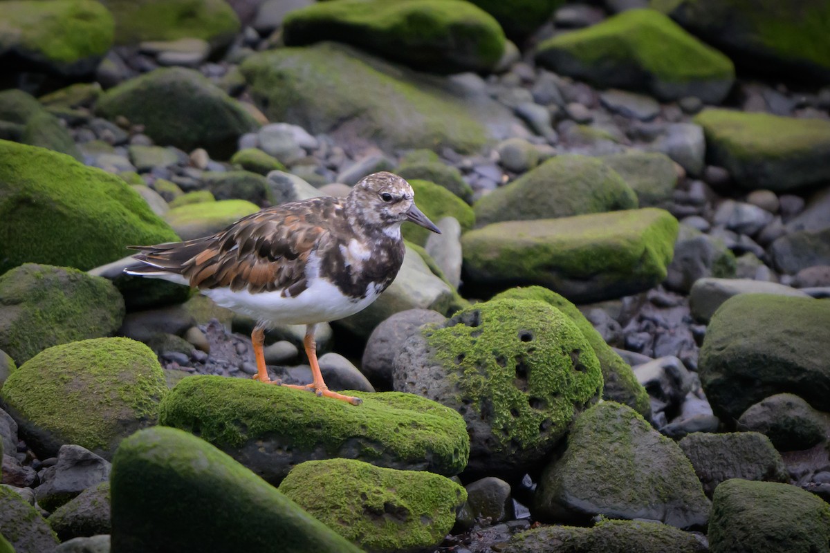 Ruddy Turnstone - ML620803128