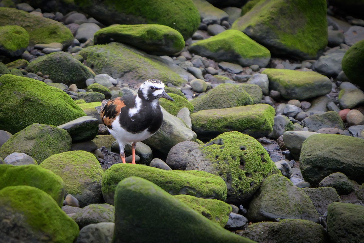 Ruddy Turnstone - ML620803129