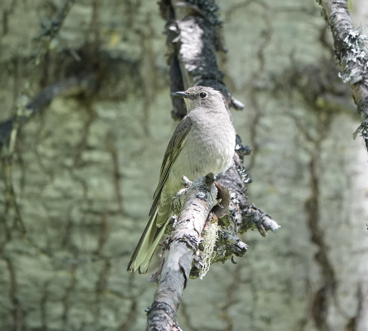 Townsend's Solitaire - dave koehler