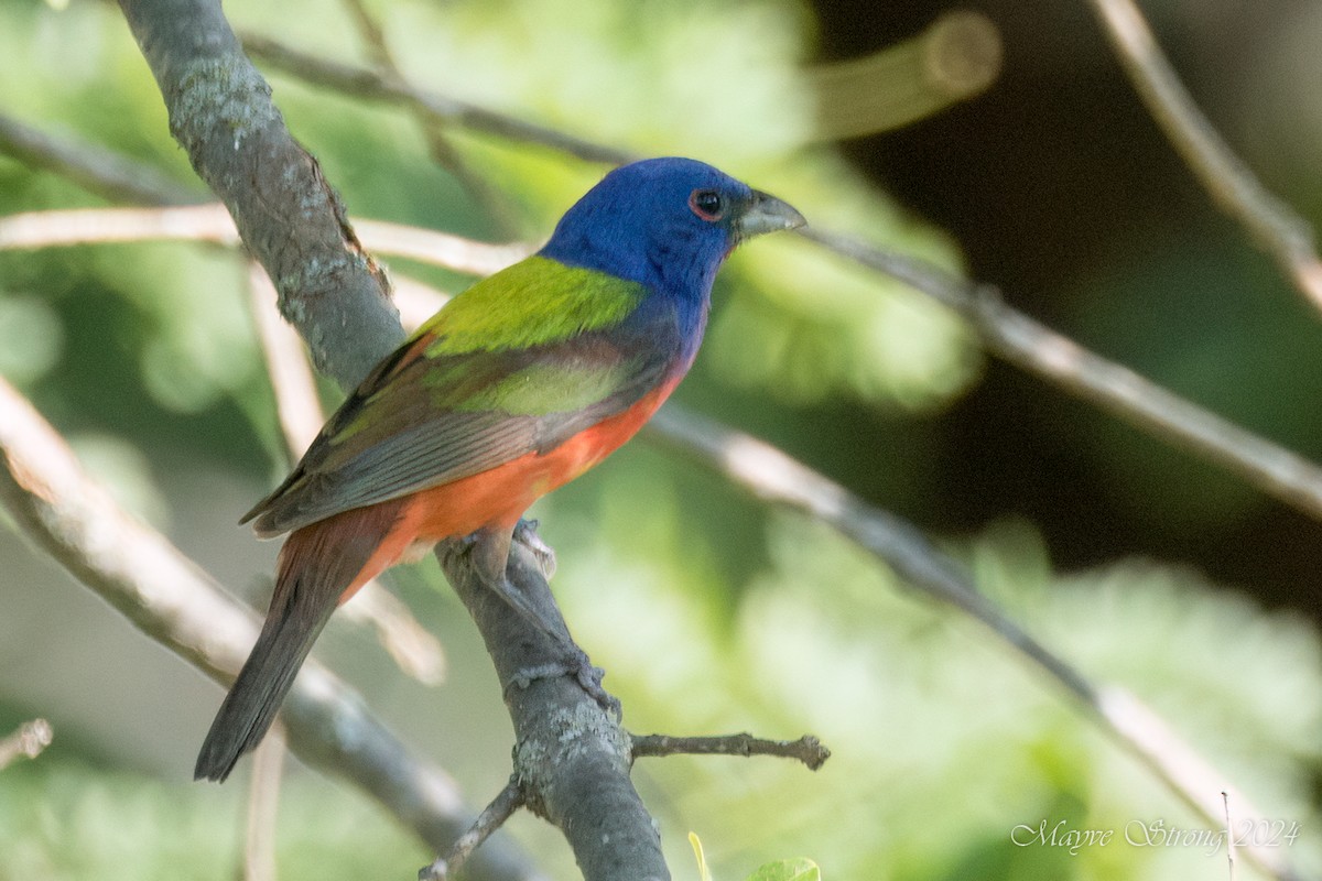 Painted Bunting - ML620803131