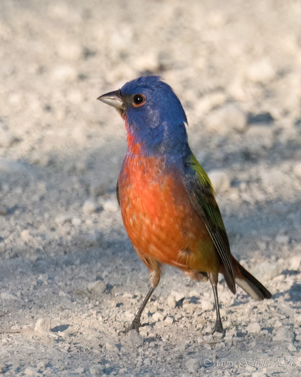 Painted Bunting - ML620803133