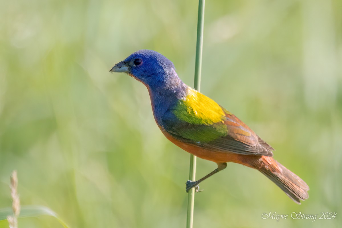 Painted Bunting - ML620803134