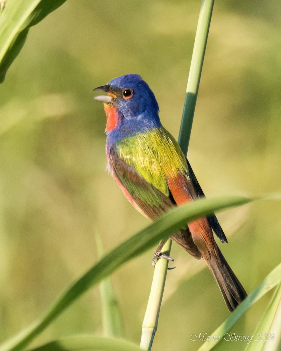 Painted Bunting - ML620803135