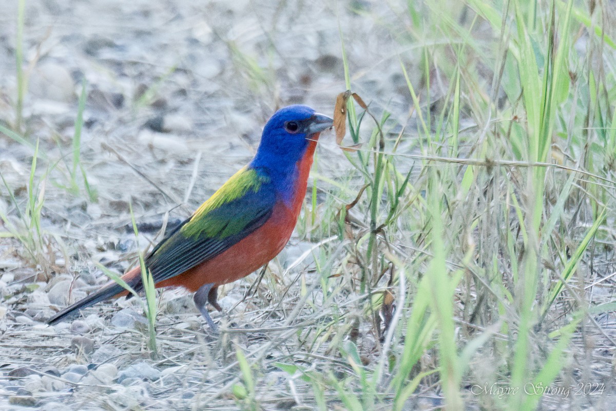 Painted Bunting - ML620803136