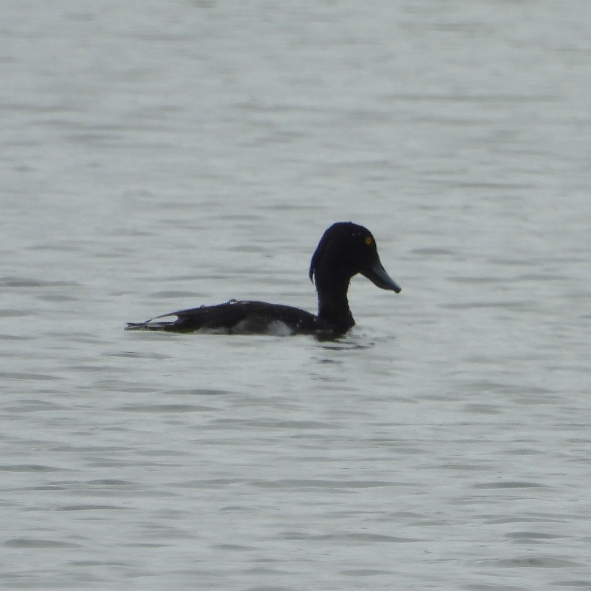Tufted Duck - ML620803137