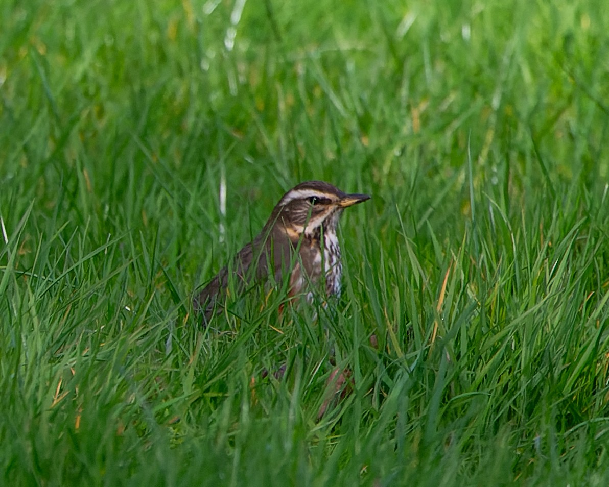 Redwing - Magnus Andersson