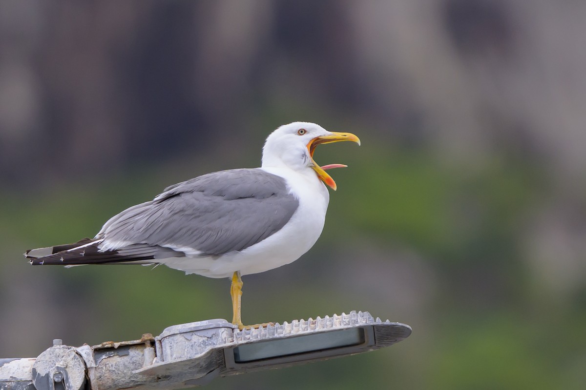 Yellow-legged Gull - Graham Gerdeman