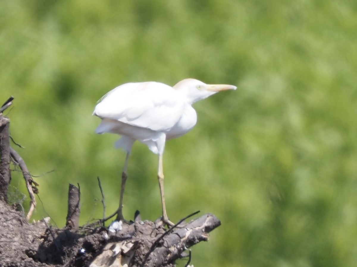 Western Cattle Egret - ML620803145