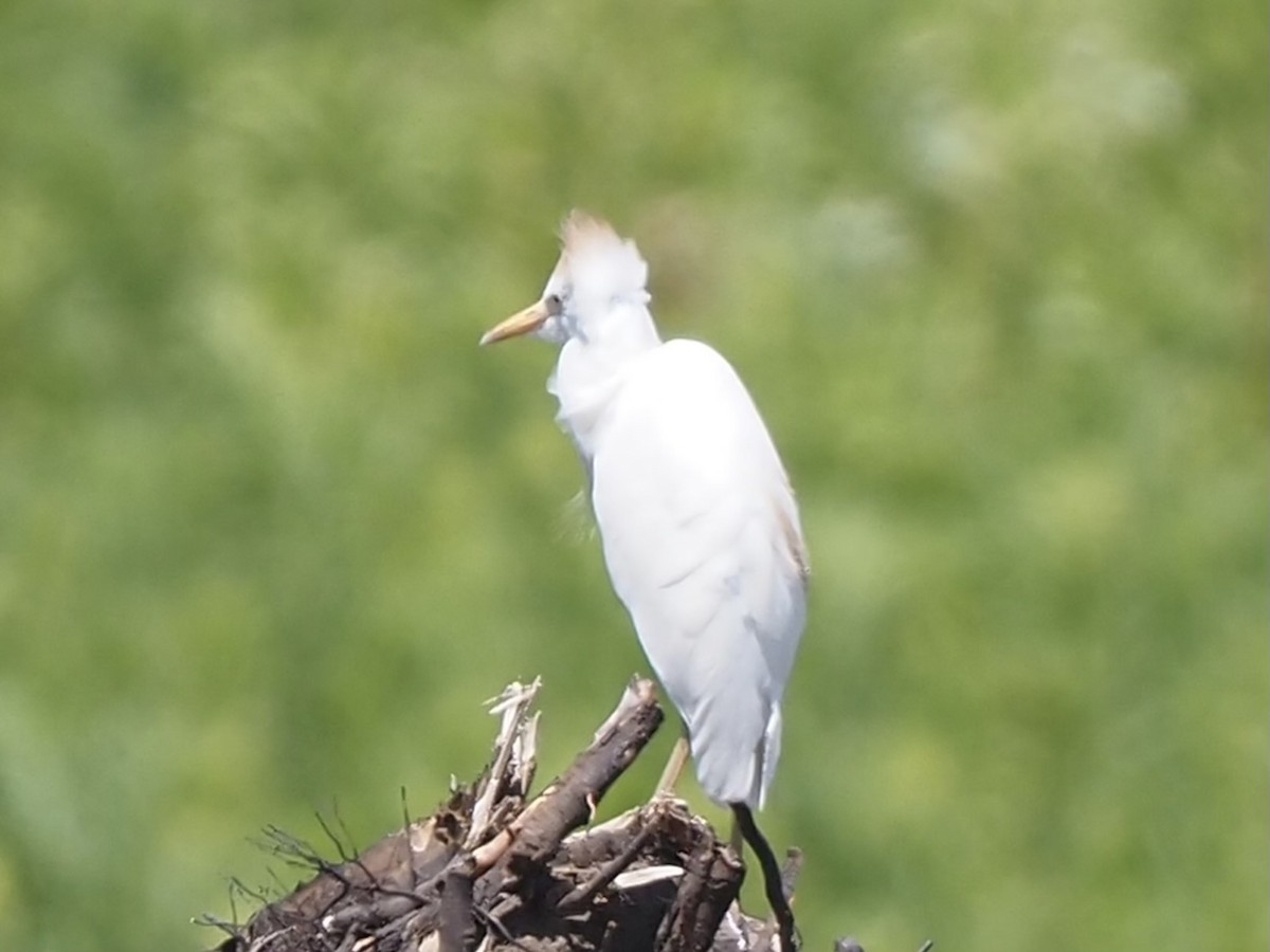 Western Cattle Egret - ML620803146