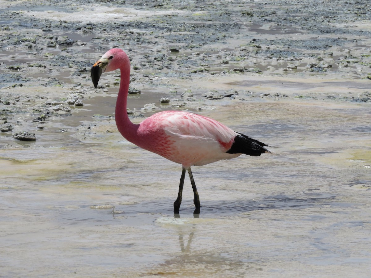 Chilean Flamingo - ML620803159