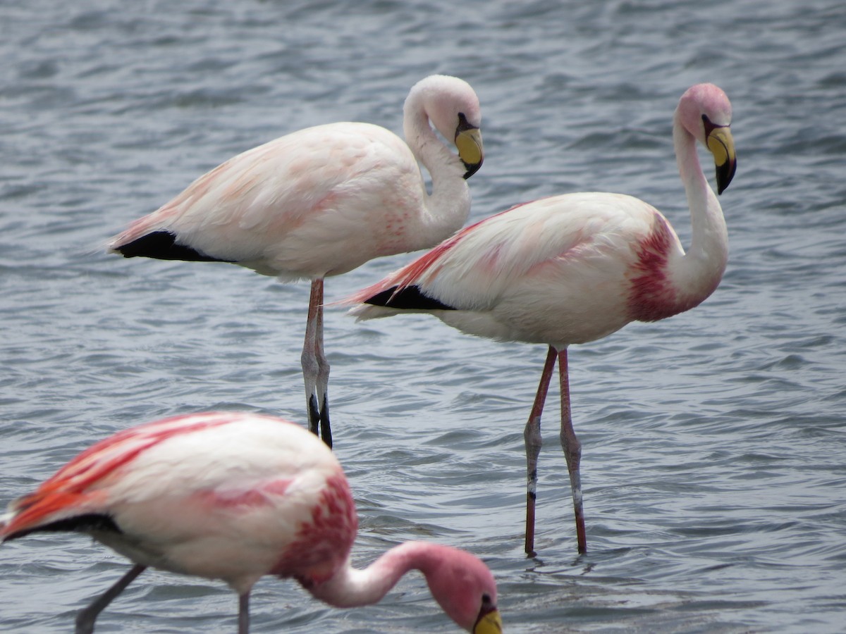 Jamesflamingo - ML620803163