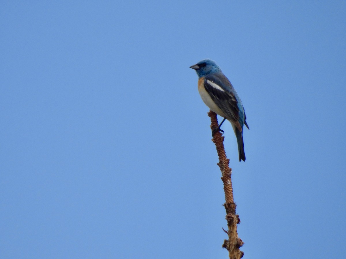 Lazuli Bunting - ML620803173