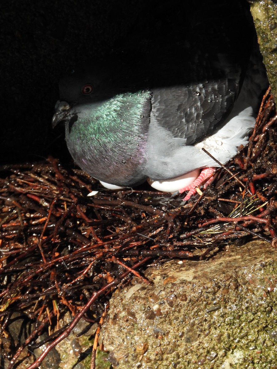 Rock Pigeon (Feral Pigeon) - ML620803175