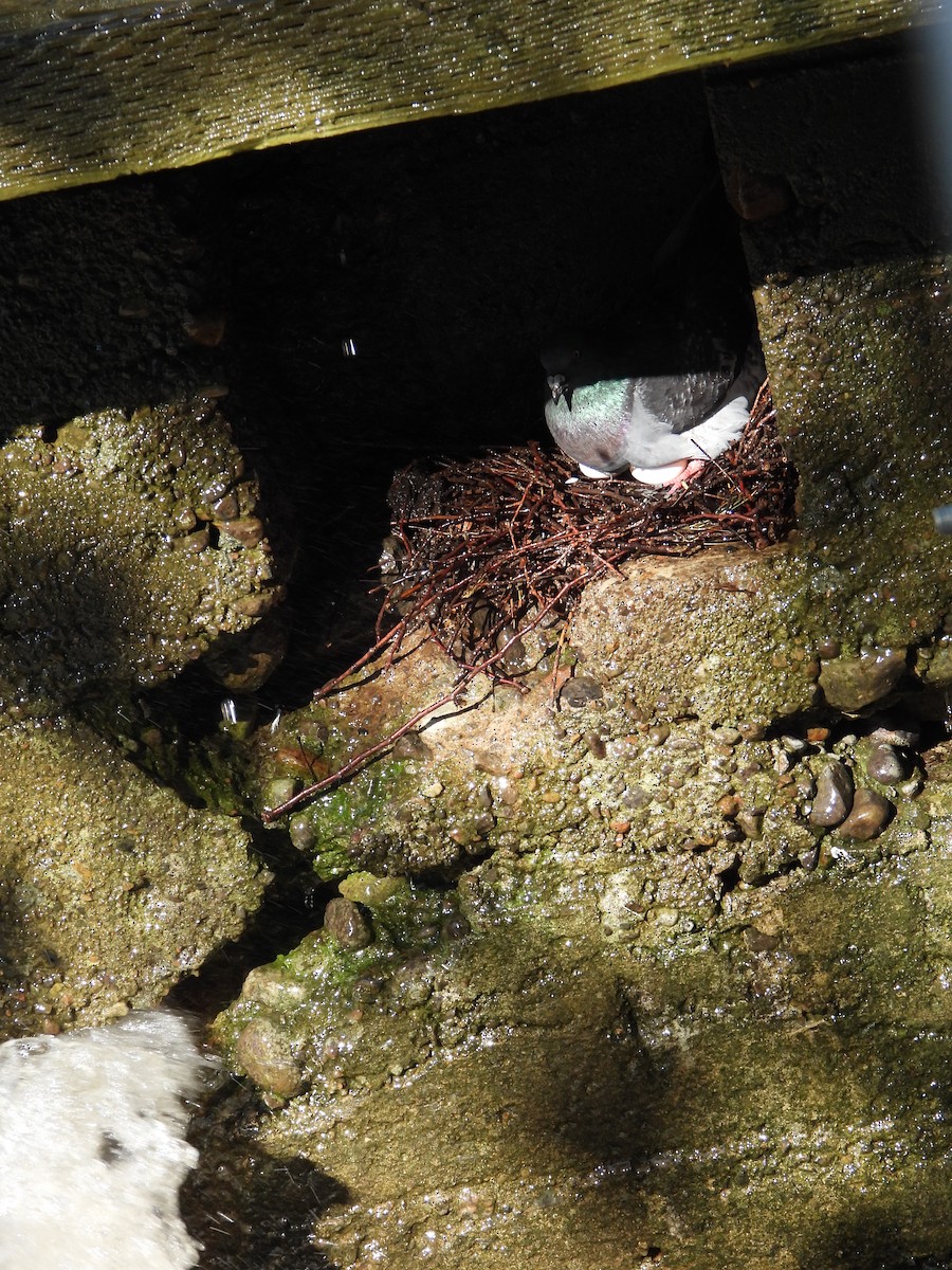 Rock Pigeon (Feral Pigeon) - ML620803176