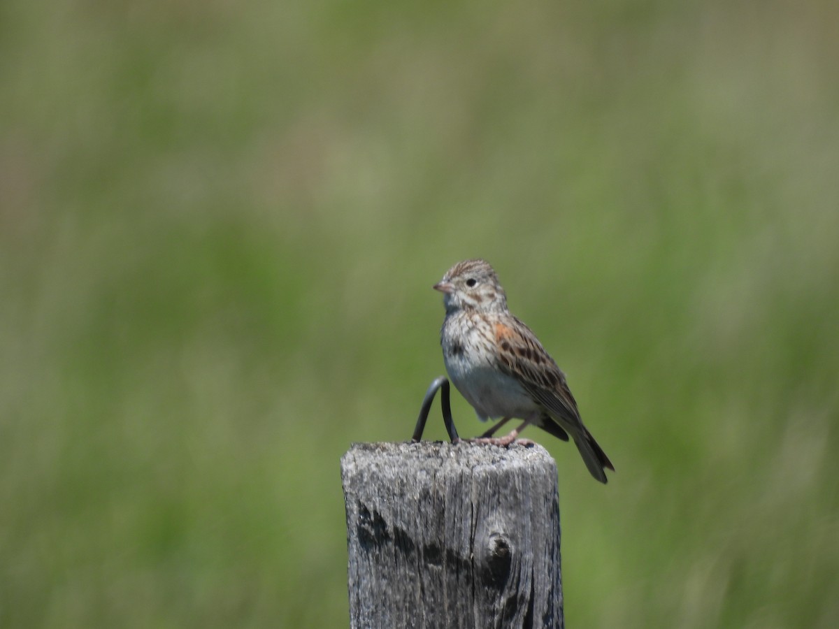 Vesper Sparrow - ML620803186