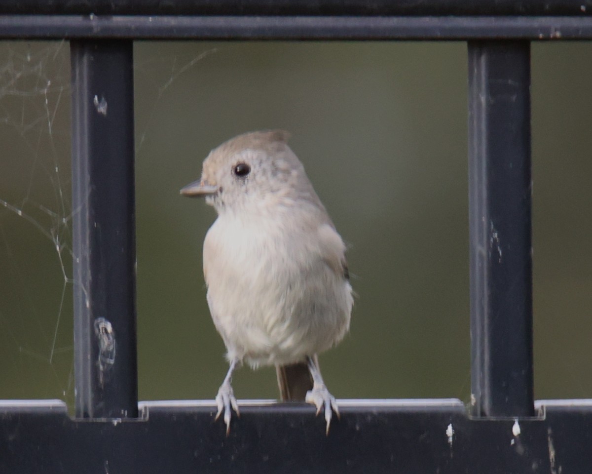 Oak Titmouse - ML620803189