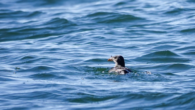 Rhinoceros Auklet - ML620803190