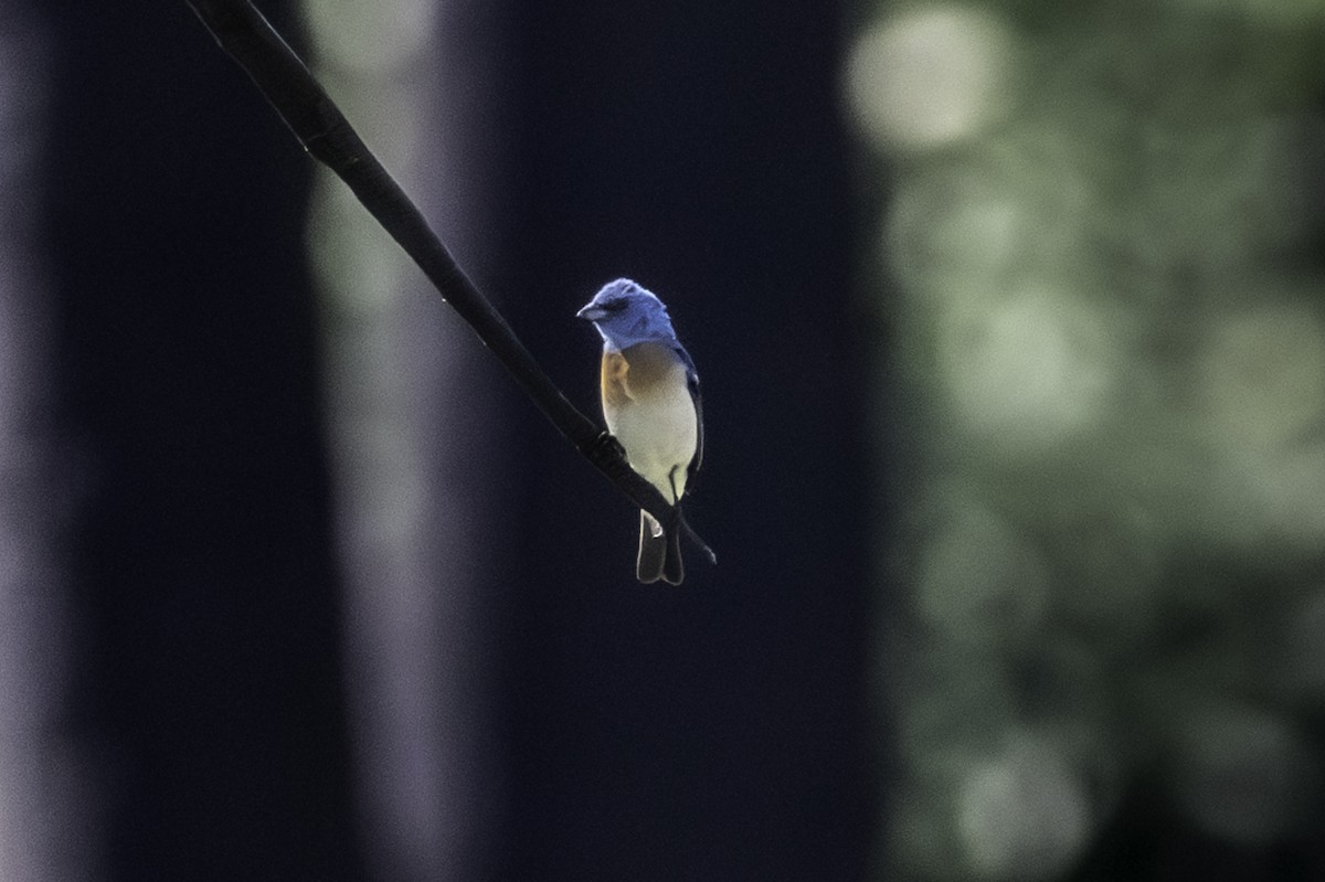 Lazuli Bunting - ML620803193