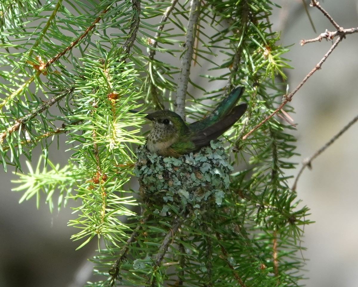 Broad-tailed Hummingbird - ML620803194